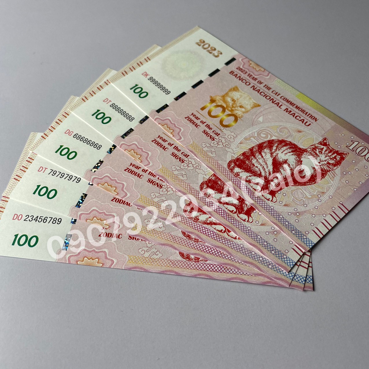 [Mẫu Tết Đoàn Viên, Seri VIP] Combo Mèo Macao lì xì tết Quý Mão 2023