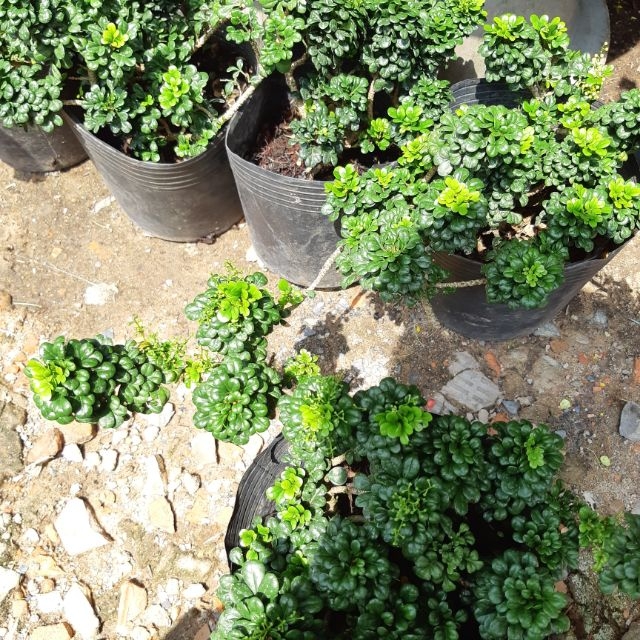 cây ngâu tàu
