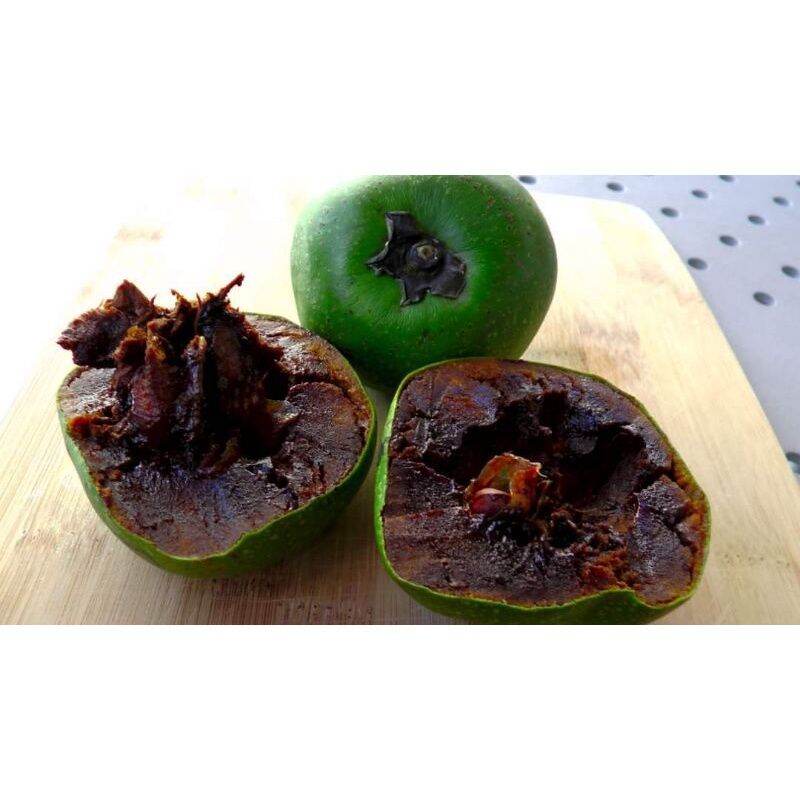 Cây giống hồng đen socola siêu sớm (có tem chuẩn giống)