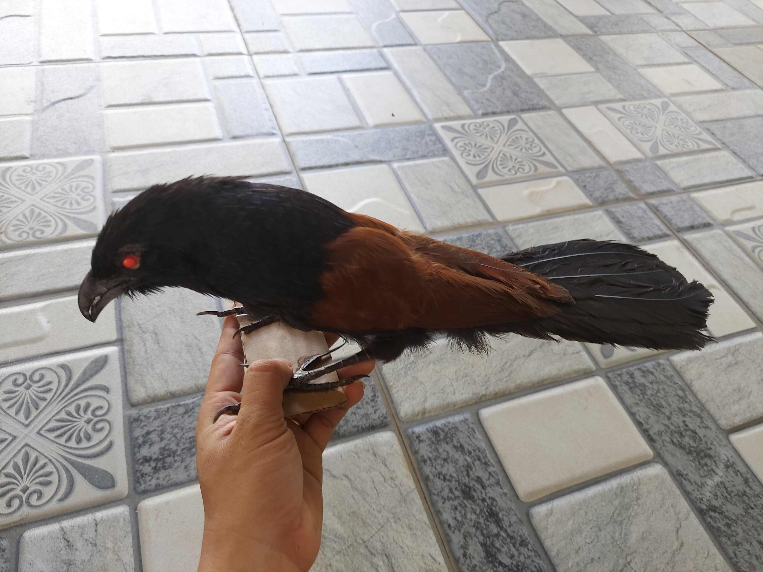 Bìm bịp giả