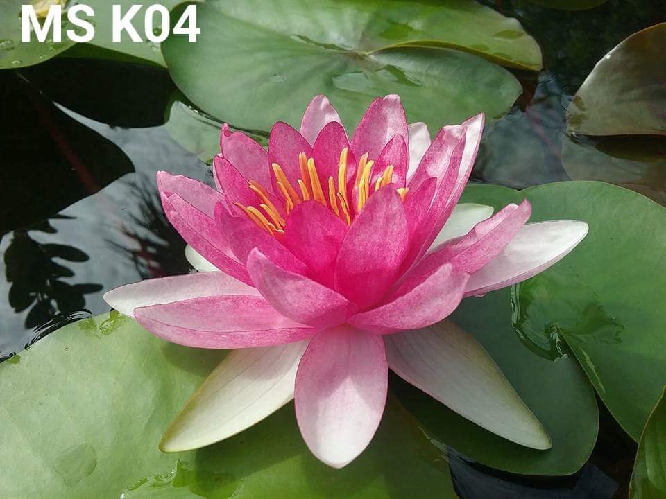 [RẺ VÔ ĐỊCH] Củ hoa súng Thái Lan màu đỏ dưa hấu