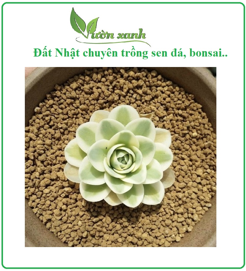 Đá Akadama ( túi 0.5kg) dùng trồng sen đá, bonsai, bể thủy sinh
