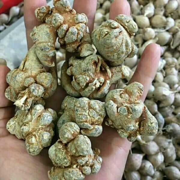 100g củ tam thất bắc