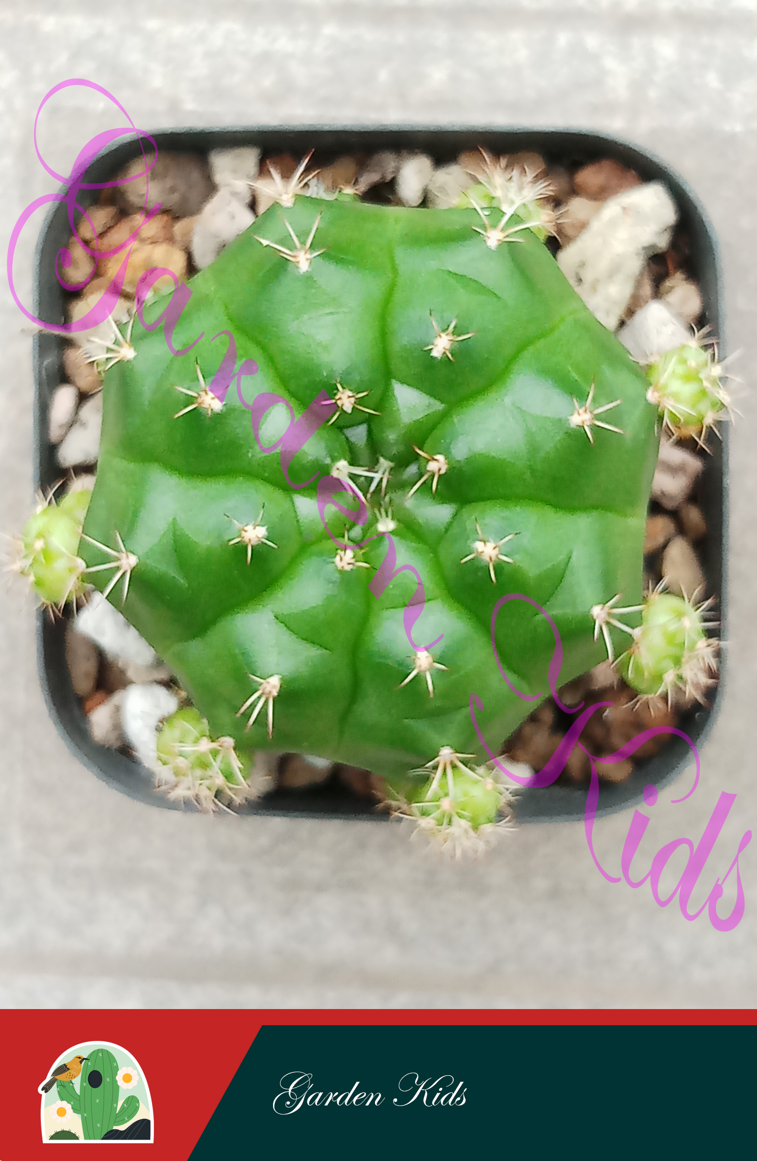 Xương rồng Gymnocalycium Damsii