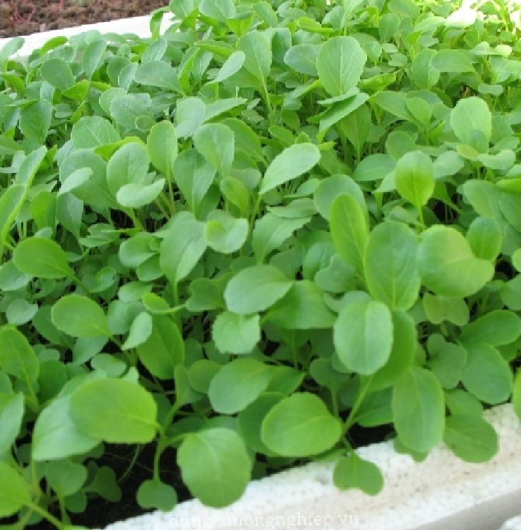 Hạt giống cải ngọt ăn non - 10gram/gói - VTNN2