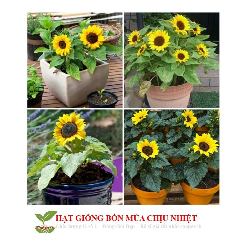Hạt Giống Hoa Hướng Dương Lùn ( 30 Hạt) Đến Mùa Trồng Tết