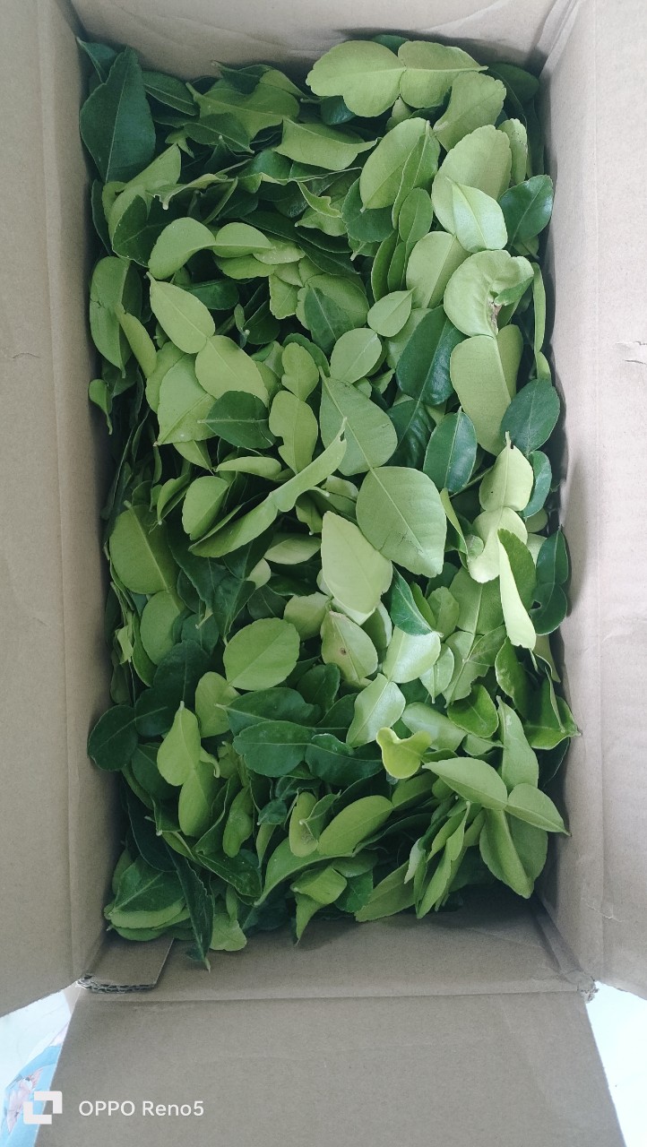 Lá chanh thái 1kg . Lá chúc tươi.