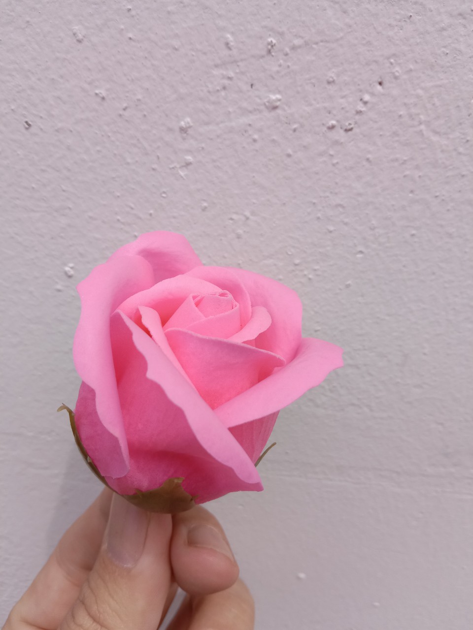 hoa hồng sáp - đầu bông 3 lớp
