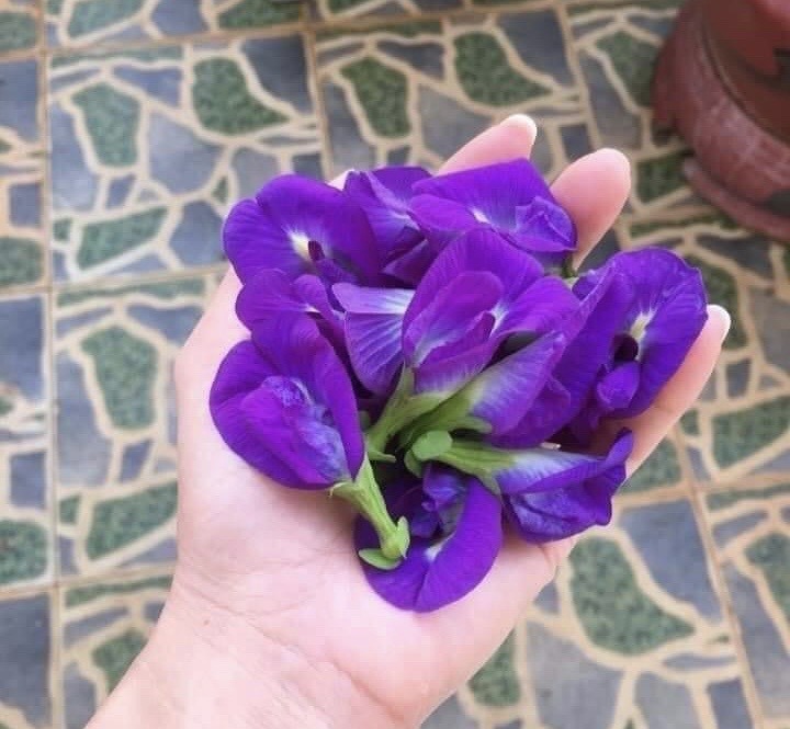 HOA ĐẬU BIẾC KHÔ TÚI 100GRAM