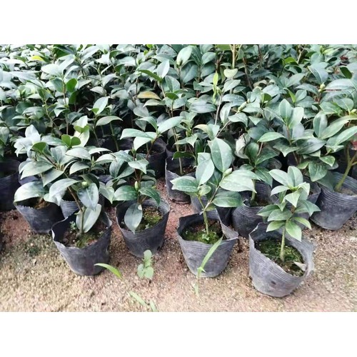 Cây Hoa Trà mi chậu bầu đang nụ hoa chuẩn tết - HTMB