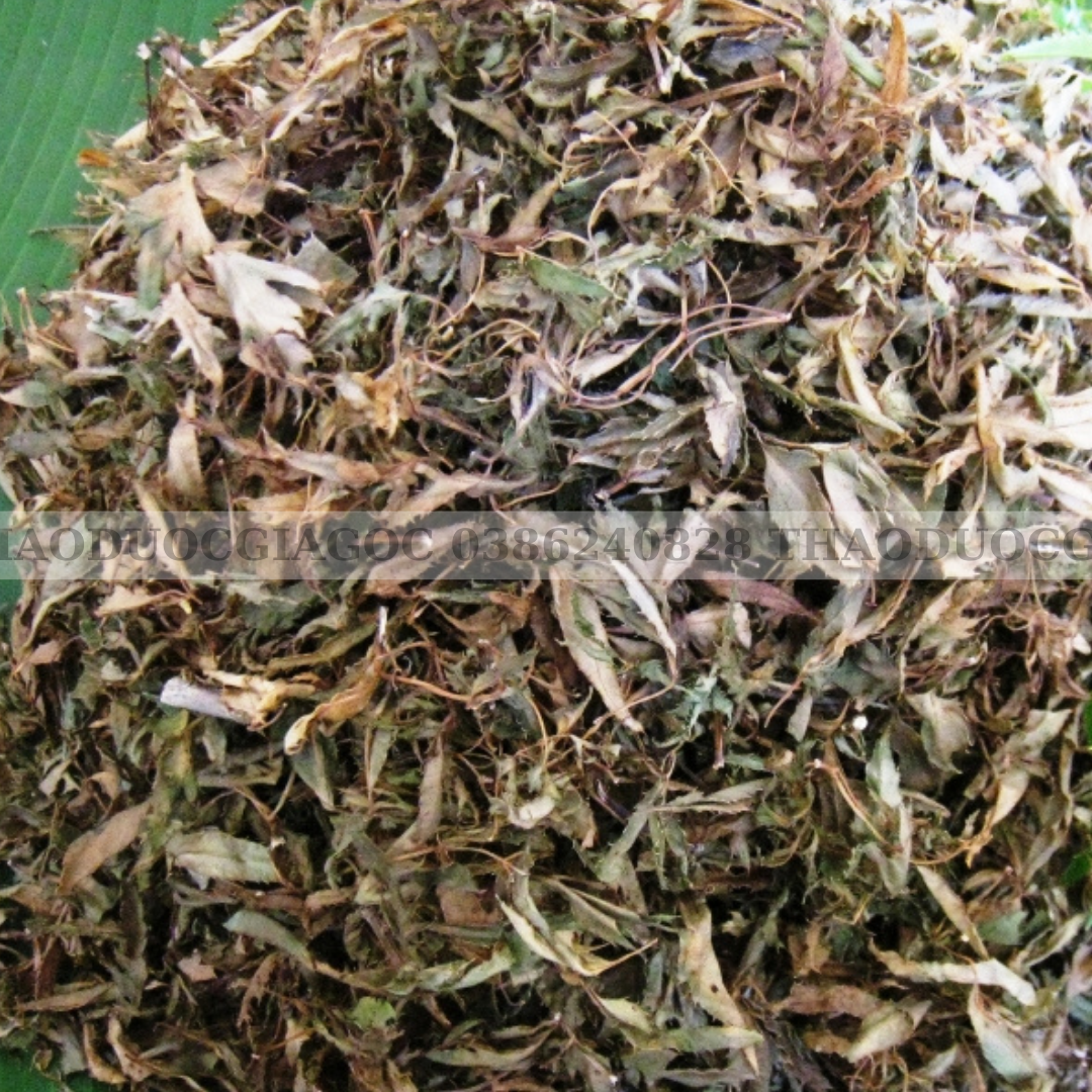 lá đinh lăng nếp loại siêu ngon 500gr