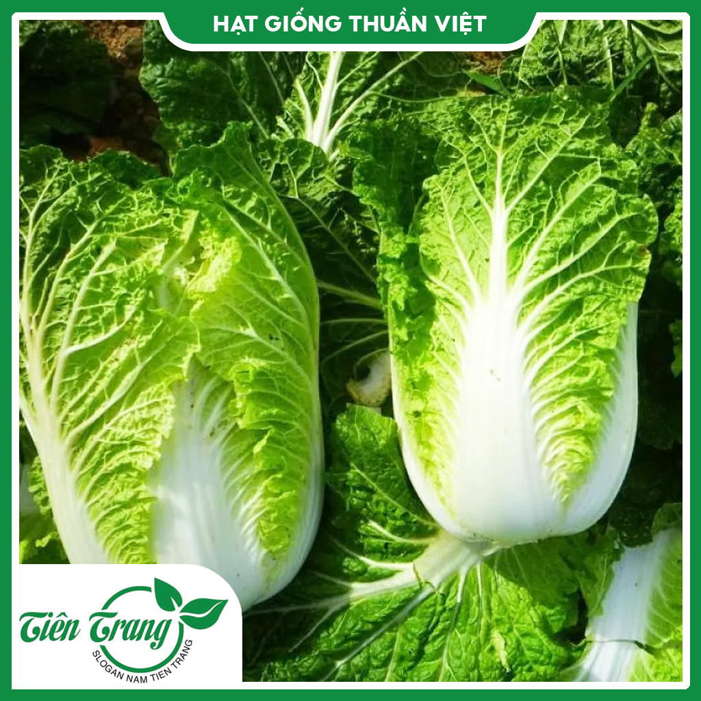 Hạt giống Cải Thảo Chịu Nhiệt TN