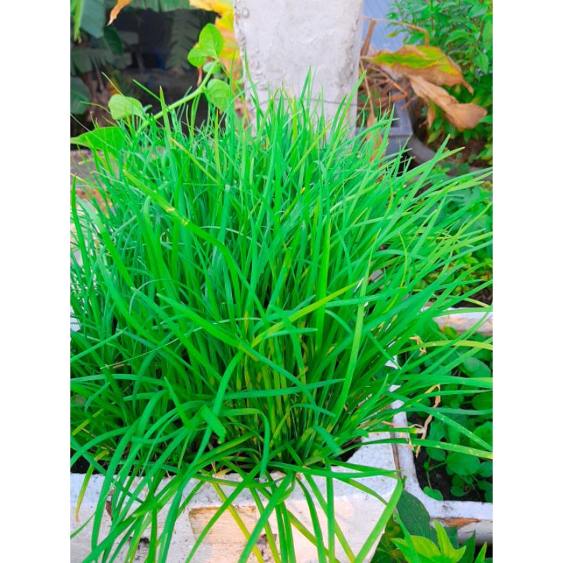 Cây hẹ ta, hẹ lá nhỏ, hẹ sẻ miền trung (25 -30 gốc)