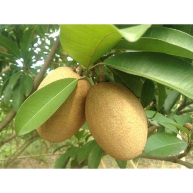 [FREESHIP - Xả Khô Máu] HỒNG XIÊM XOÀI siêu quả, quả ngọt - Cây giống gửi đi nguyên bầu