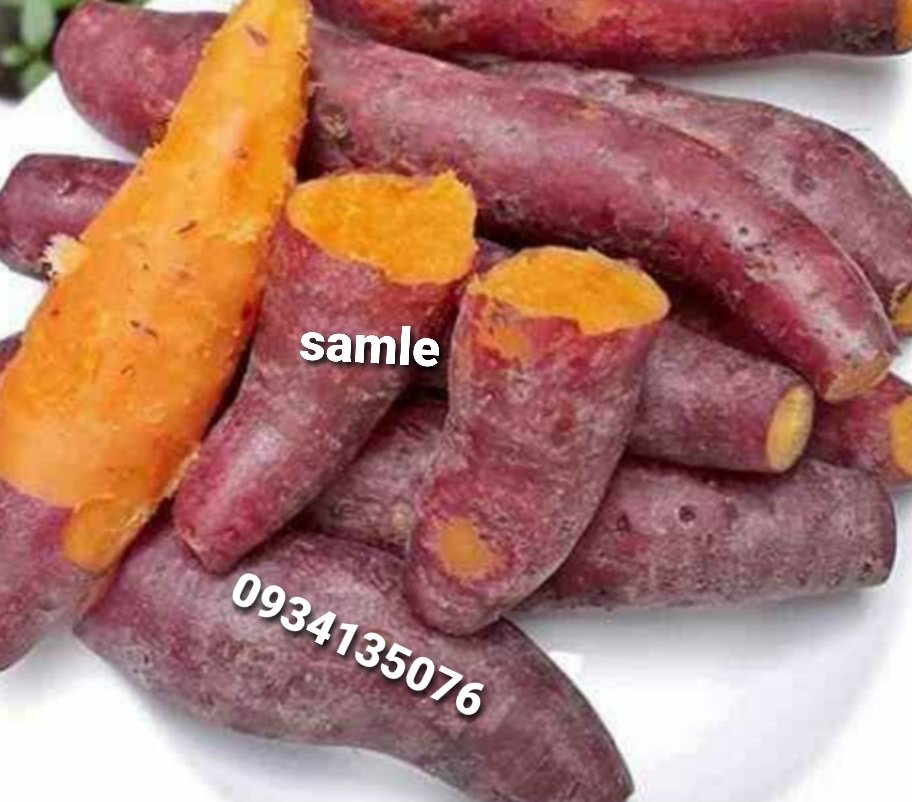 Khoai Lang Mật Trung (7-10 CỦ) [ Combo 3 ký  TẶNG 1 Ký ]