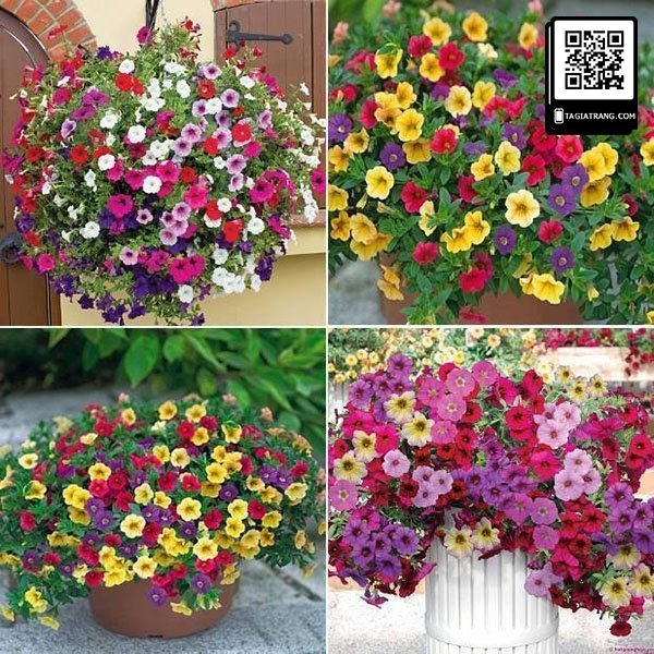 Hạt giống hoa dạ yến thảo mix màu, hoa nở rực rỡ, dễ trồng