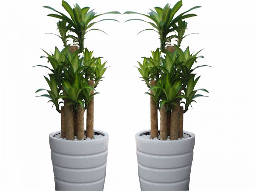THIẾT GHÉP MỘC LAN