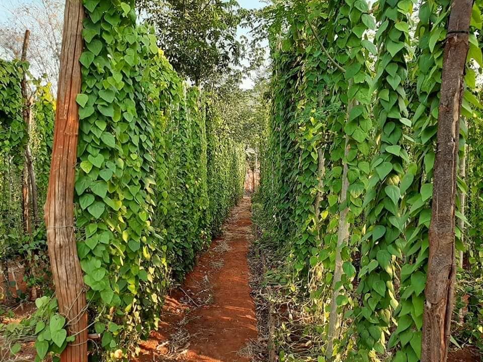 Combo of 10 forest ginseng plants (feather ginseng) sowing