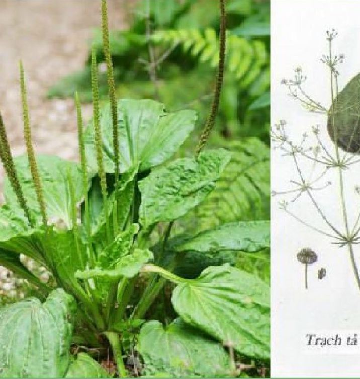 Hạt giống trạch tả - ( Cây dược liệu ) - gói 50 hạt