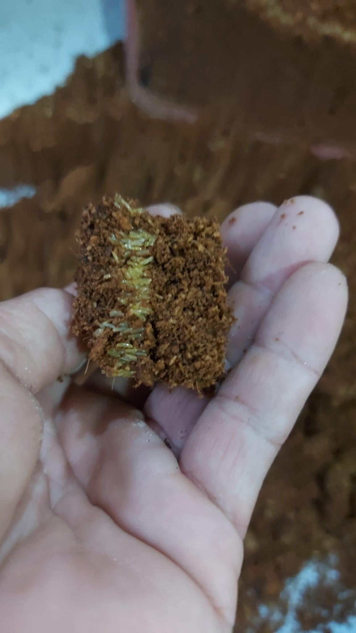 Trứng dế mèn thái vàng bao nở bao đẹp,