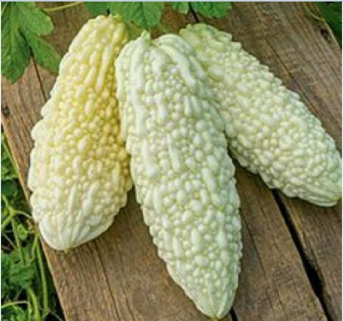 Hạt giống Khổ qua bạch tuyết 5 hạt/gói - Tặng gói kích hạt nảy mầm