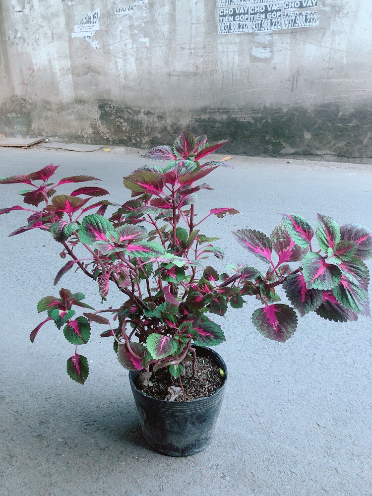 Lá Gấm Tím