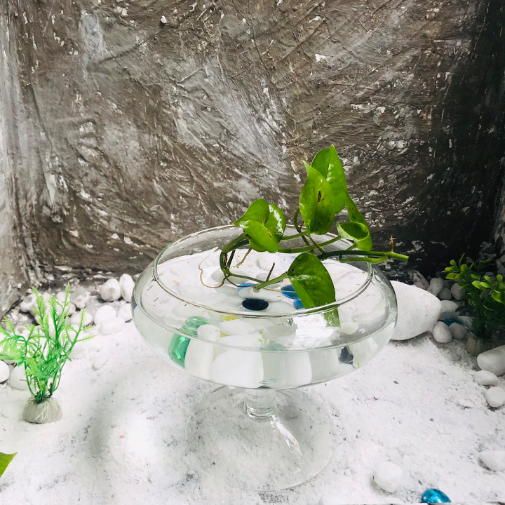 Bể cá để bàn -Bể Cá thủy Tinh Hồ Cá Mini Chậu Cây Có Chân - DC02