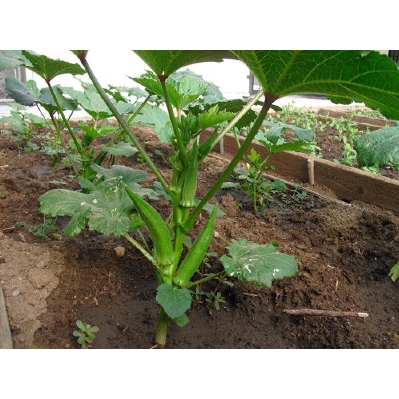 20gr HẠT GIỐNG ĐẬU BẮP CAO SẢN