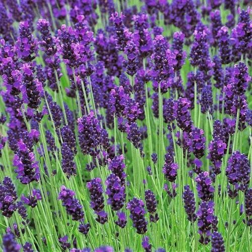 Túi Thơm Hoa Oải Hương Lavender (Mầu Tím)
