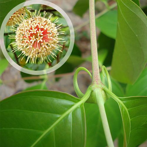 Cây câu đằng khô - 1kg