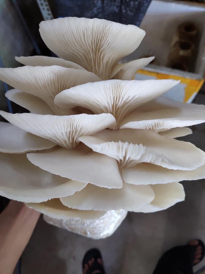 Phôi nấm Sò thái (1 kiện 14 bịch)