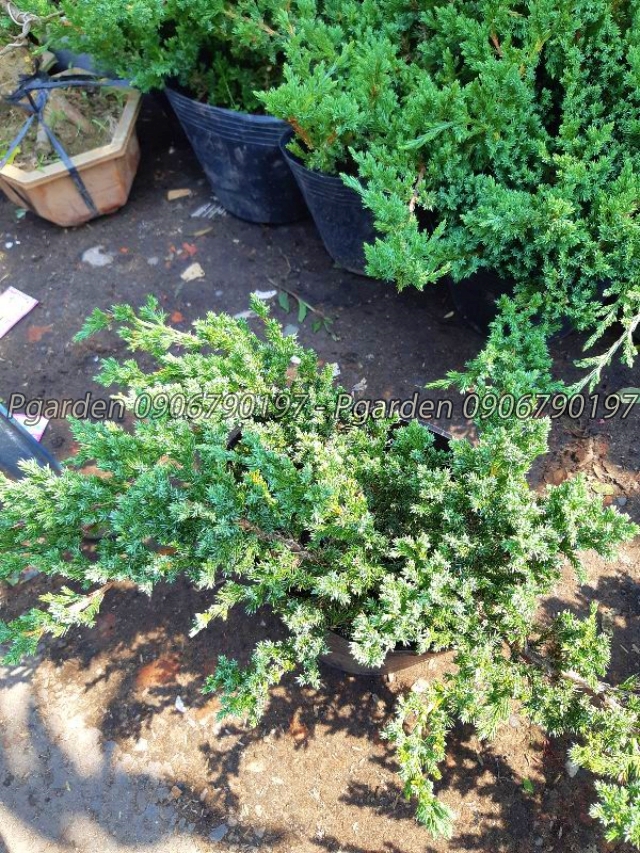 cây họa tùng bonsai mini