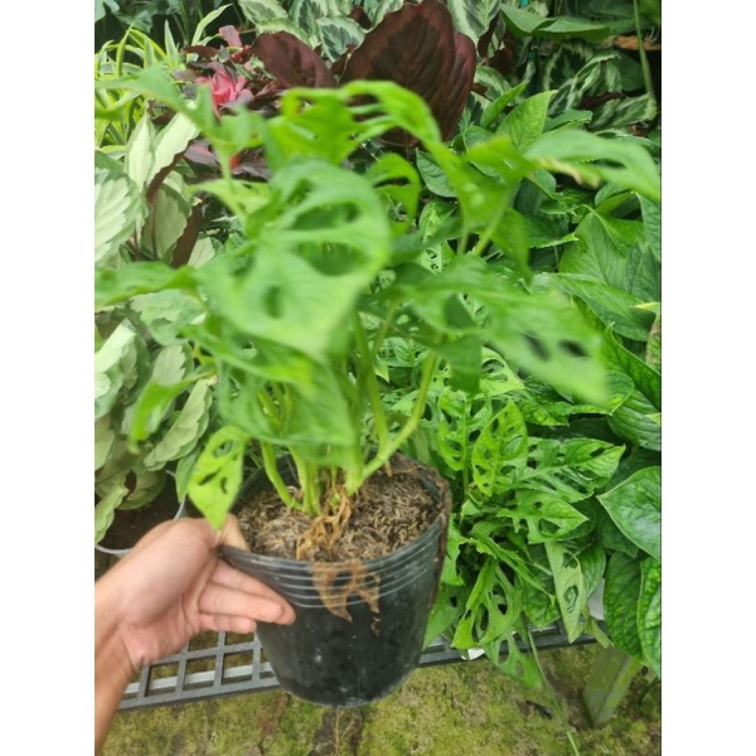 Cây trầu bà lổ