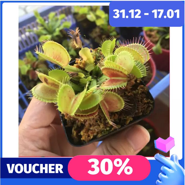 [Lấy mã giảm thêm 30%] Gói Hạt Giống Cây Bắt Mồi ( Cây Ăn Thịt )