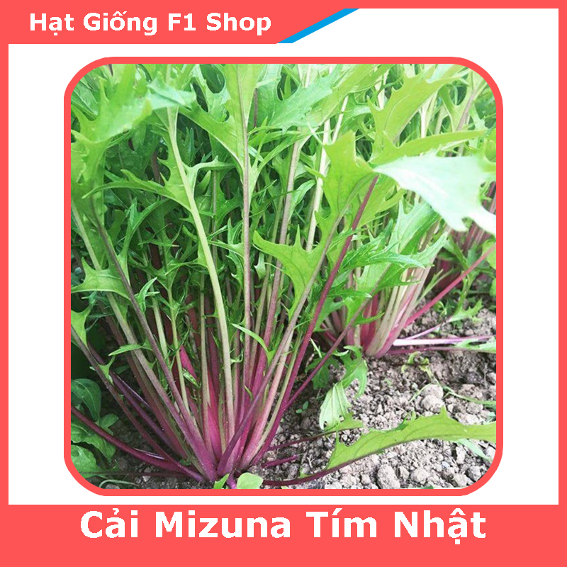 Hạt Giống Cải Mizuna Tím Nhật Bản (118.F1)