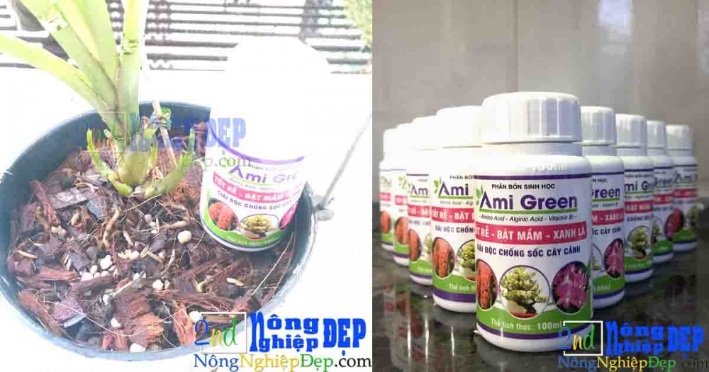 Phân Bón Sinh Học Ami Green – kích mầm, kích rễ