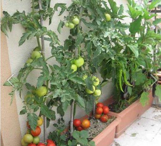 Combo 4 gói cà chua các loại - ( cà chua khổng lồ - cà chua trái tim - bi dây đỏ và vàng )