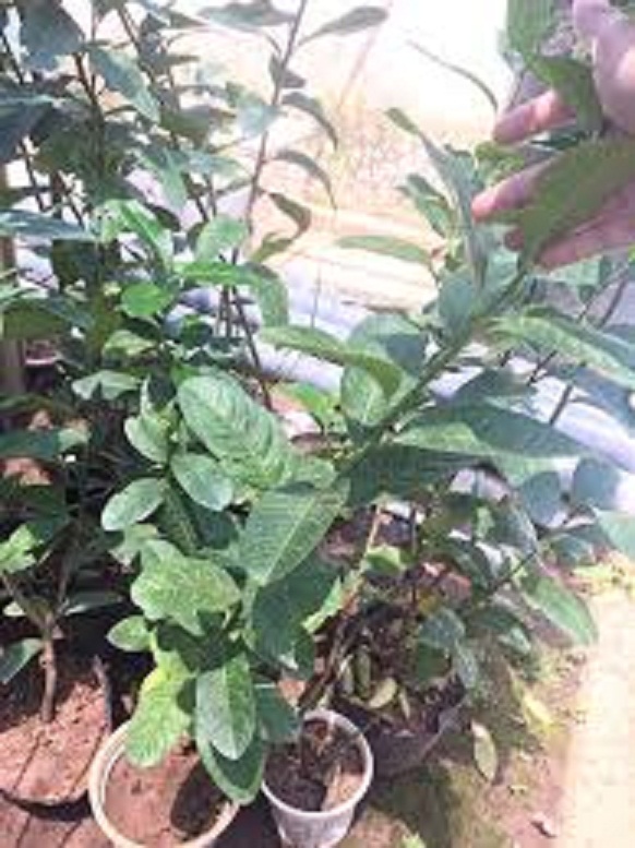 CÂY GIỐNG CHANH VÀNG MỸ NHẬP KHẨU