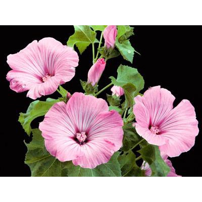Vôi bột xử lý đất trồng cây 1kg