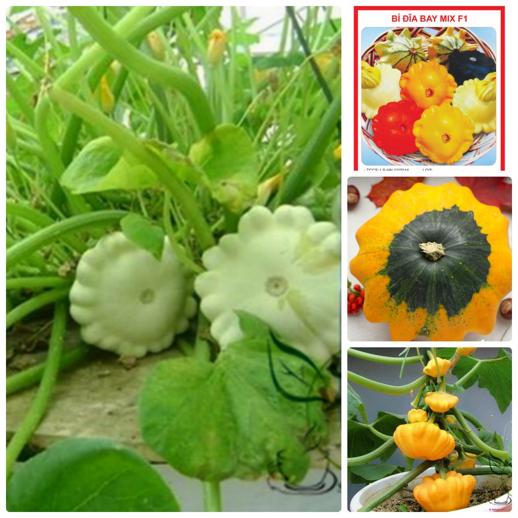 "Gói 10 Hạt " Hạt Giống Bí Đĩa Bay Mix Màu