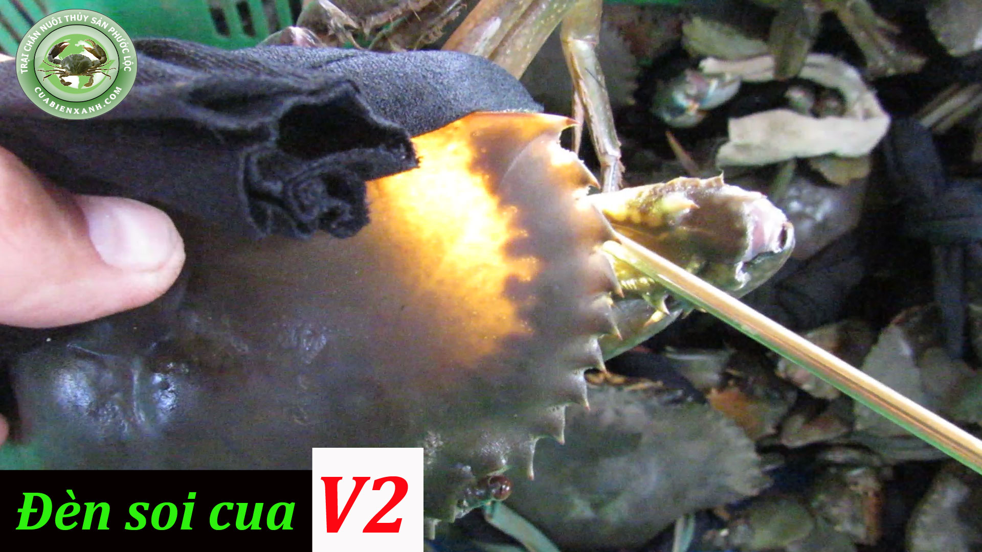 Đèn soi cua - Đèn soi cua gạch v2