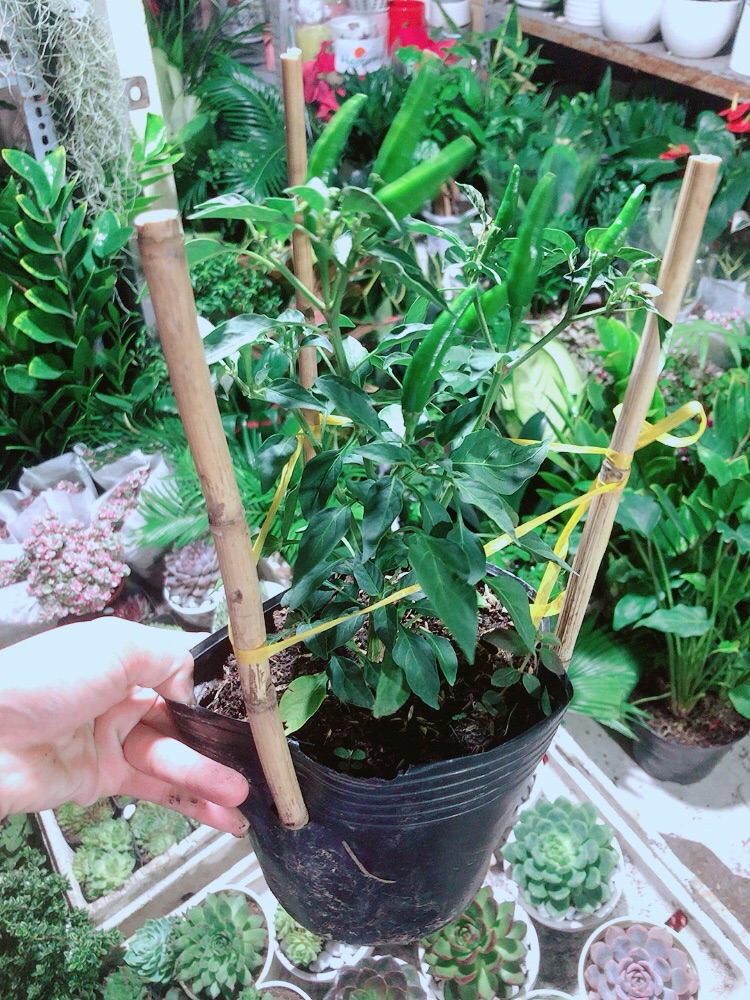 Bụi Ớt Sừng