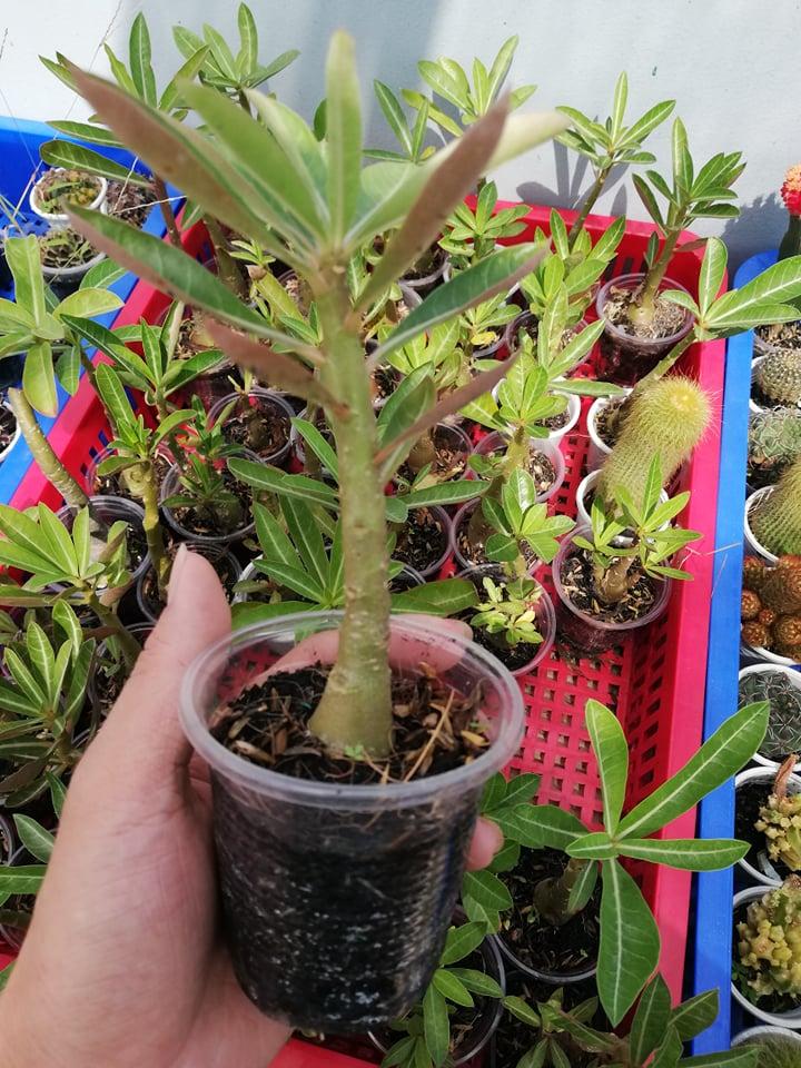 [HCM]Củ sứ somalen
