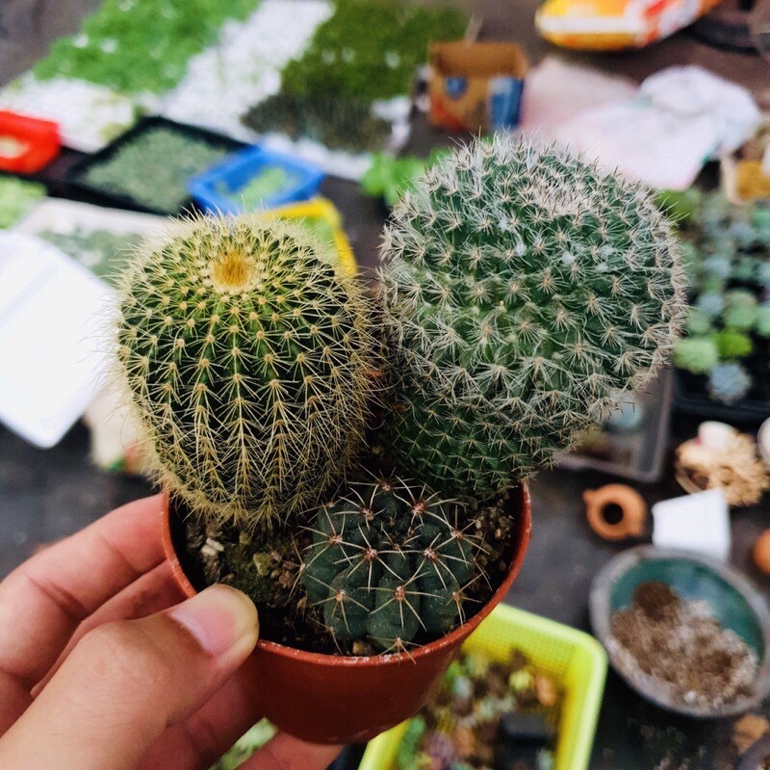 Combo 3 cây xương rồng