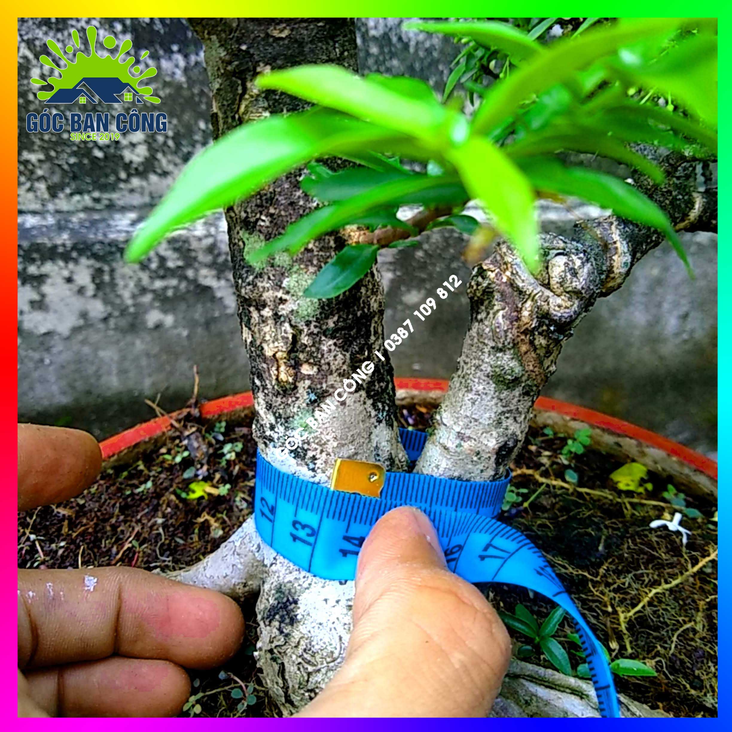 Mai Chiếu Thủy Kim Giòn Bonsai Mini - CTBS03