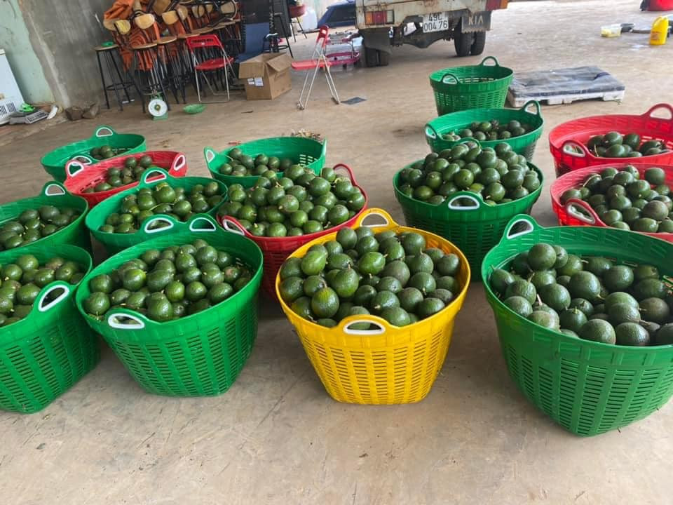 VG FARM Bơ Cắt Sẵn 200g/hôp