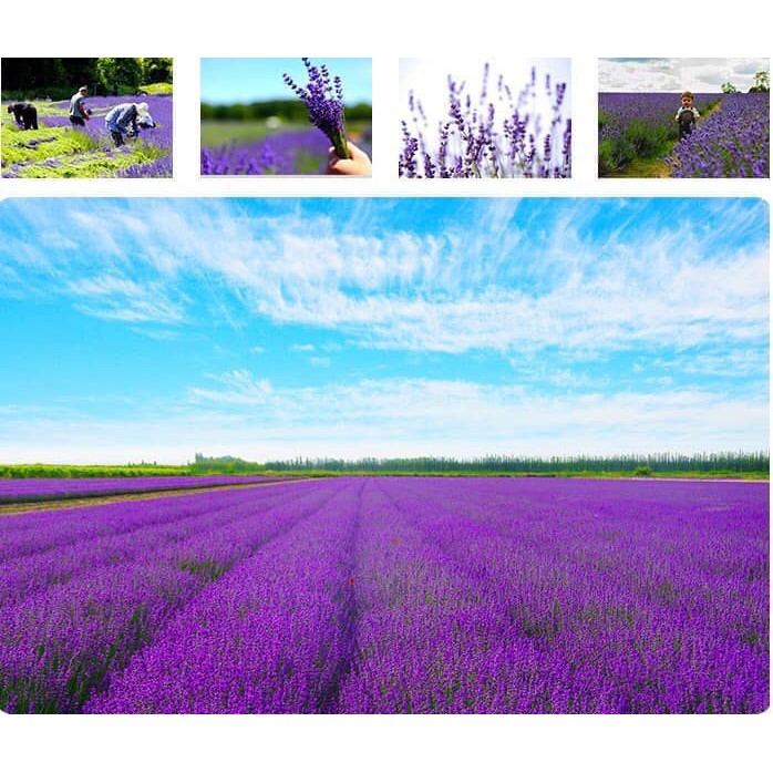 Túi thơm hạt lavender nhập khẩu