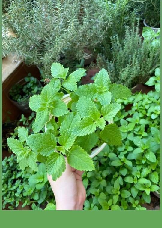 [ Cây Hương Liệu ] Cây bạc hà Chanh Sả  Lemon balm
