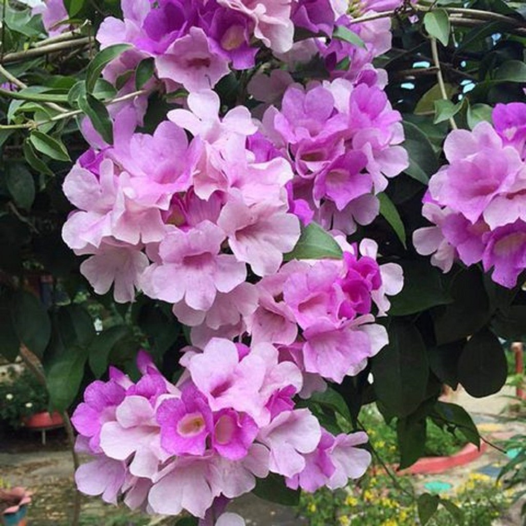 Cây hoa Lan Tỏi-lan leo tỏi tím. bầu giống, giá rẻ