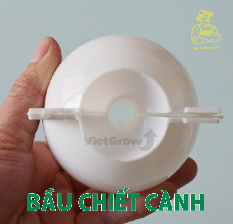 [HCM]Combo 3 Bầu chiết cành Croco - Size S (5cm), Màu Trắng